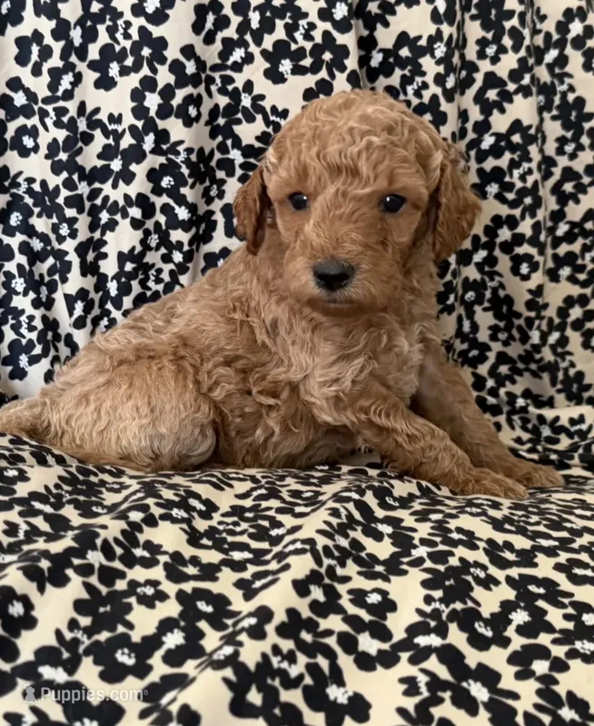 Baby-boy – Miniature Goldendoodle puppy for sale in Los Angeles, CA
