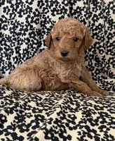 Baby-boy, a male Miniature Goldendoodle for sale in Los Angeles, CA – 1 of 2