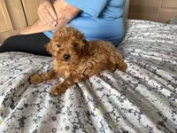 Jake, a male Goldendoodle for sale in Los Angeles, CA – 2 of 2