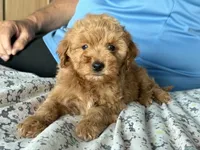 Toy size 10-13 lbs., a male Miniature Goldendoodle for sale in Los Angeles, CA – 2 of 5