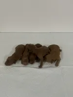 Newborn, a female Miniature Goldendoodle for sale in Los Angeles, CA – 2 of 2