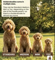 Mini & Medium Size, a female Miniature Goldendoodle for sale in Los Angeles, CA – 5 of 5