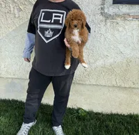 Large 50-60 lbs., a male Goldendoodle for sale in Los Angeles, CA – 2 of 2