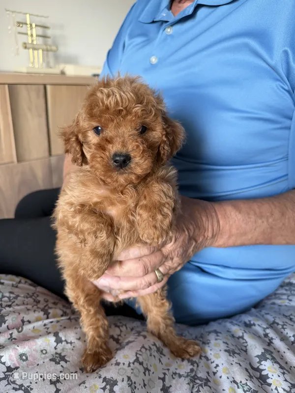 Toy/Petite 10-14 lbs. – Miniature Goldendoodle puppy for sale in Los Angeles, CA