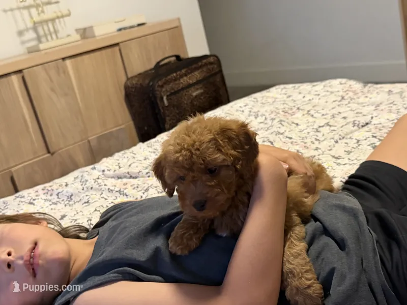 Red girl – Miniature Goldendoodle puppy for sale in Los Angeles, CA