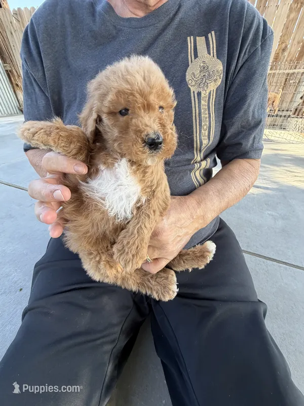 Goldendoodle – Goldendoodle puppy for sale in Los Angeles, CA