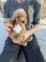 Goldendoodle, a male Goldendoodle for sale in Los Angeles, CA – 1 of 2
