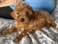 Jake, a male Goldendoodle for sale in Los Angeles, CA – 1 of 2