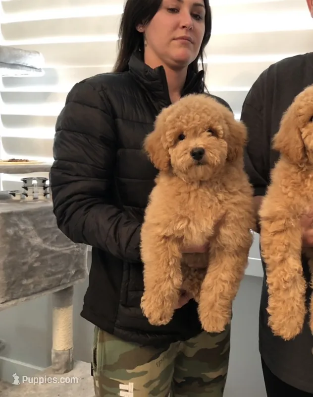 Sister  – Miniature Goldendoodle puppy for sale in Los Angeles, CA