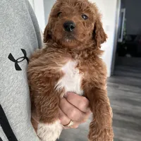 Jake, a male Goldendoodle for sale in Los Angeles, CA – 2 of 2