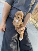 Goldendoodle, a male Goldendoodle for sale in Los Angeles, CA – 2 of 2