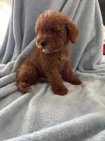 Medium, a male Goldendoodle for sale in Los Angeles, CA – 4 of 4