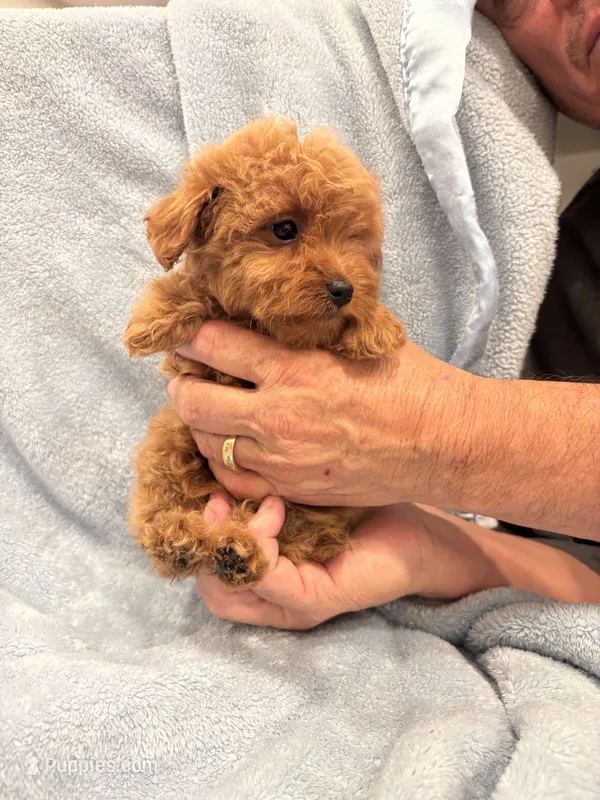 Goldendoodle Toy/Micro 10-13 lbs.* – Miniature Goldendoodle puppy for sale in Los Angeles, CA
