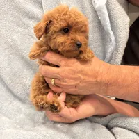 Toy size 10-13 lbs., a female Miniature Goldendoodle for sale in Los Angeles, CA – 1 of 1
