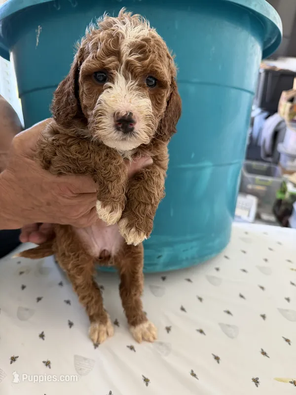 Beth – Goldendoodle puppy for sale in Los Angeles, CA