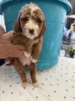 Beth, a female Goldendoodle for sale in Los Angeles, CA – 3 of 4