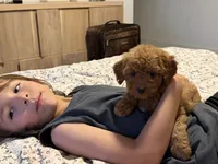 Red girl, a female Miniature Goldendoodle for sale in Los Angeles, CA – 2 of 2
