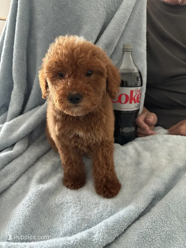 Large 50-60 lbs. – Goldendoodle puppy for sale in Los Angeles, CA
