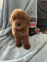 Large 50-60 lbs., a male Goldendoodle for sale in Los Angeles, CA – 1 of 3