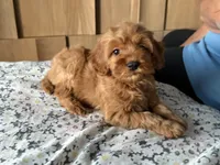 Toy/Petite 10-14 lbs. , a female Miniature Goldendoodle for sale in Los Angeles, CA – 3 of 5