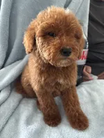 Mini & Medium Size, a male Miniature Goldendoodle for sale in Los Angeles, CA – 2 of 4