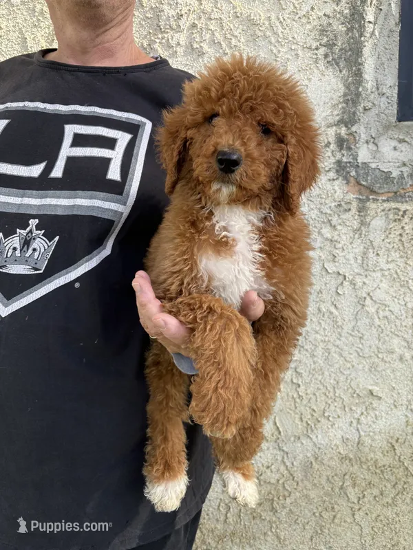 Goldendoodle* – Goldendoodle puppy for sale in Los Angeles, CA