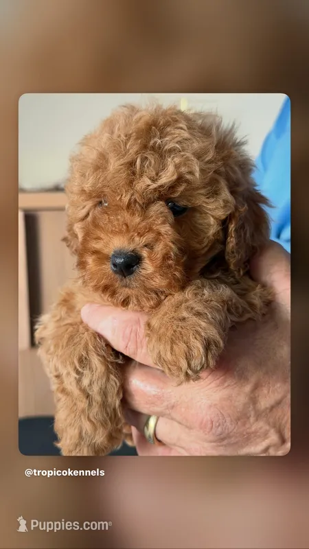 Jake – Miniature Goldendoodle puppy for sale in Los Angeles, CA