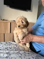 Small 13-15 lbs., a female Miniature Goldendoodle for sale in Los Angeles, CA – 3 of 4