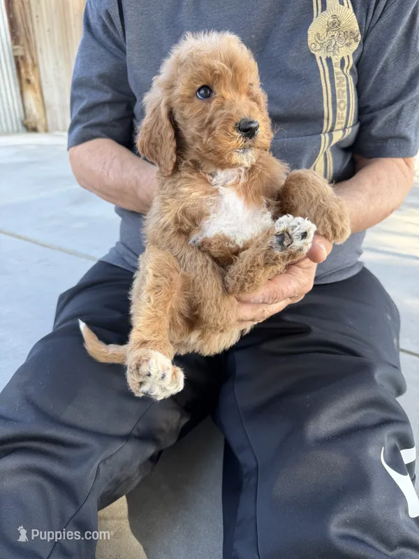 Goldendoodle – Goldendoodle puppy for sale in Los Angeles, CA
