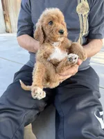Goldendoodle, a male Goldendoodle for sale in Los Angeles, CA – 1 of 2