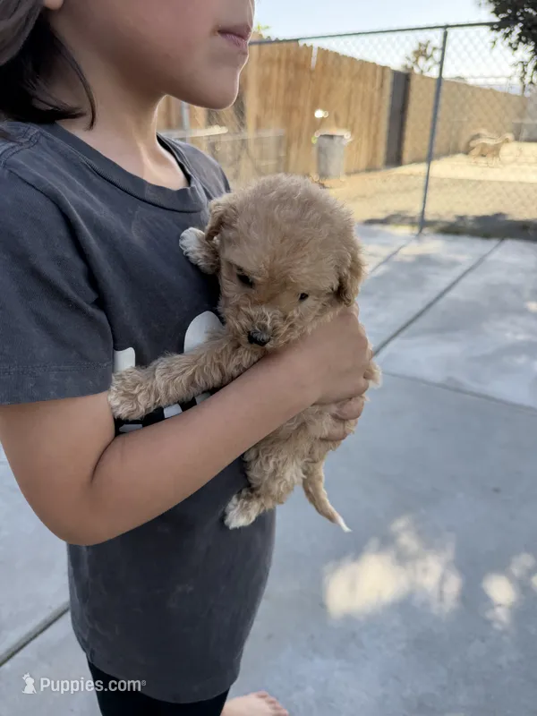 Medium – Goldendoodle puppy for sale in Los Angeles, CA