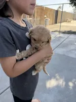 Medium, a female Goldendoodle for sale in Los Angeles, CA – 1 of 5