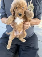 Goldendoodle, a male Goldendoodle for sale in Los Angeles, CA – 2 of 2