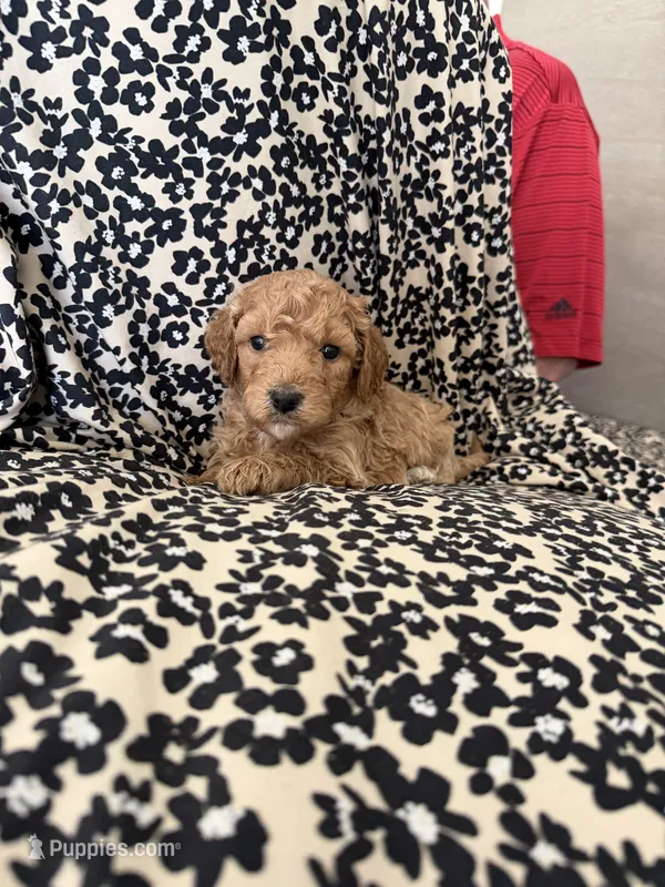 Baby, a female Miniature Goldendoodle for sale in Los Angeles, CA – 1 of 2