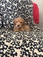 Baby, a female Miniature Goldendoodle for sale in Los Angeles, CA – 1 of 2