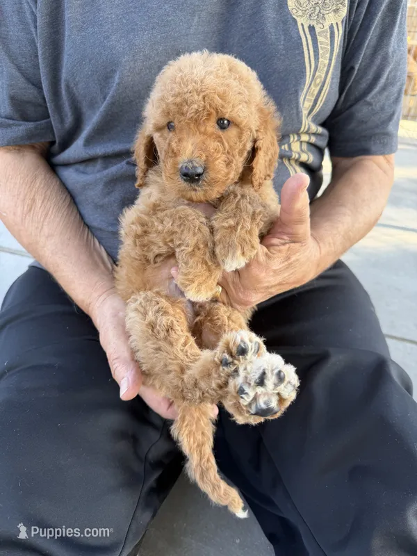 Goldendoodle – Goldendoodle puppy for sale in Los Angeles, CA