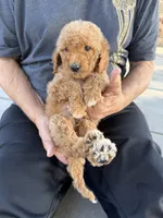 Goldendoodle, a male Goldendoodle for sale in Los Angeles, CA – 1 of 3