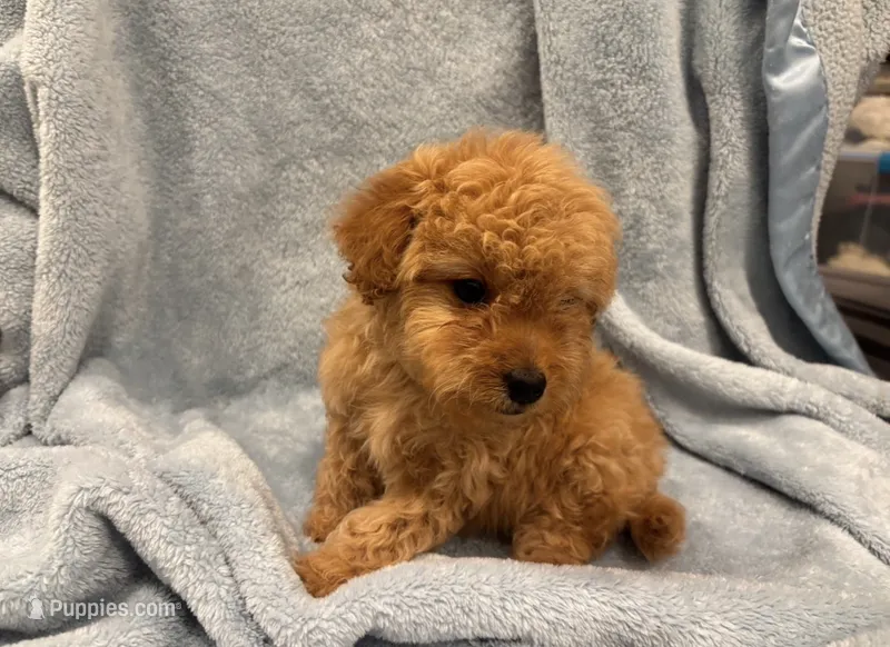 Toy/Mini Girl – Miniature Goldendoodle puppy for sale in Los Angeles, CA