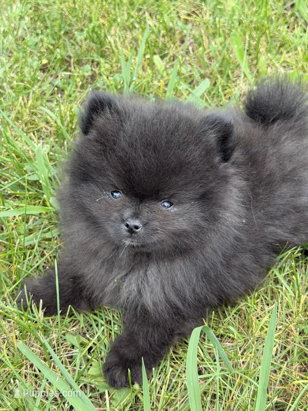 No name – Pomeranian puppy for sale in Citrus Heights, CA