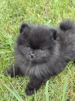 No name, a female Pomeranian for sale in Citrus Heights, CA – Photo 1 of 2
