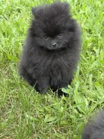 No name, a female Pomeranian for sale in Citrus Heights, CA – Photo 2 of 2