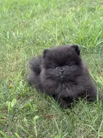 No name , a male Pomeranian for sale in Citrus Heights, CA – Photo 2 of 2