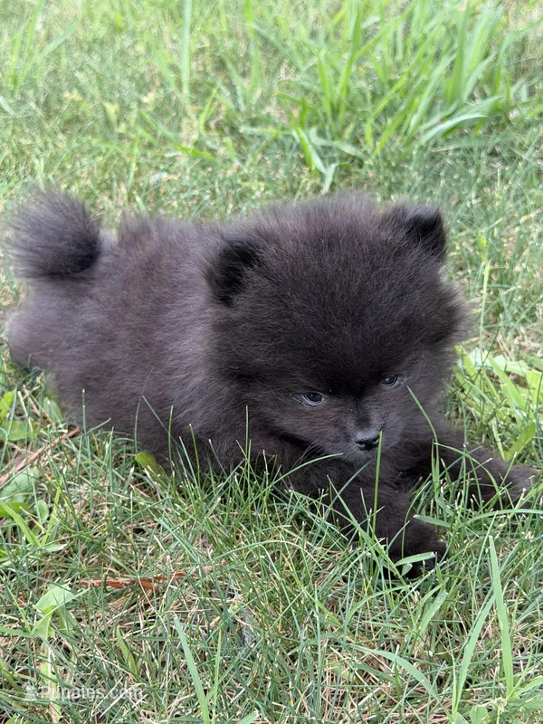 No name  – Pomeranian puppy for sale in Citrus Heights, CA