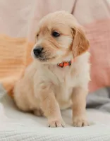 Juliet, a female English Cream Golden Retriever for sale in Sanibel, FL – Photo 3 of 6