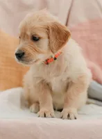 Juliet, a female English Cream Golden Retriever for sale in Sanibel, FL – Photo 1 of 6