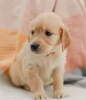 Juliet, a female English Cream Golden Retriever for sale in Sanibel, FL – Photo 2 of 6