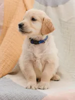 Cupid, a male English Cream Golden Retriever for sale in Sanibel, FL – Photo 2 of 6