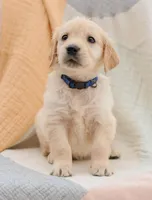 Cupid, a male English Cream Golden Retriever for sale in Sanibel, FL – Photo 1 of 6