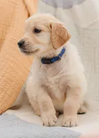 Cupid, a male English Cream Golden Retriever for sale in Sanibel, FL – Photo 3 of 6