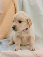 Amor, a male Golden Retriever for sale in Sanibel, FL – Photo 2 of 7